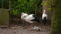 birds storks and duck in the park.Black and white large storks in the reserve. Royalty Free Stock Photo