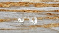 Birds .Storm on the Mediterranean Sea. Ashdod. Israel.