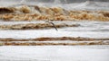 Birds .Storm on the Mediterranean Sea. Ashdod. Israel.