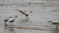 Birds .Storm on the Mediterranean Sea. Ashdod. Israel.