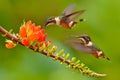 Birds sucking nectar from orange flower bloom.  Flight of Purple-throated Woodstar, Calliphlox mitchellii, in the bloom flower, Royalty Free Stock Photo