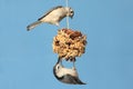 Birds On A Suet Feeder Royalty Free Stock Photo