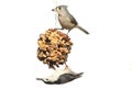 Birds On A Suet Feeder on white Royalty Free Stock Photo