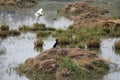 Birds in Sultanpur National Park