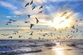 Birds in the sun against the sky and the sea Royalty Free Stock Photo