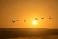 Birds at sunrise over a mist and mountain