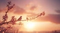 Birds sunset branch blossom spring peace nature Royalty Free Stock Photo
