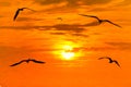 Birds Sunset Flying Silhouettes