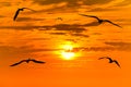 Birds Sunset Flying Silhouettes