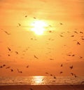 Birds sunset sea beach look nature sun landcape Royalty Free Stock Photo