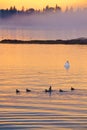Birds in the Sunset Royalty Free Stock Photo