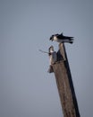 Birds Swallow, Reelfoot Lake State Park, Tennessee during winter Royalty Free Stock Photo