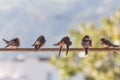 Birds (Swallows) on a crossbar