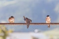 Birds (Swallows) on a crossbar