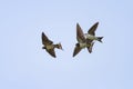 birds swallows flying high in the blue sky