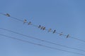 Birds Swallows sit on power wires