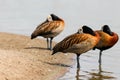 Birds in the swam Royalty Free Stock Photo