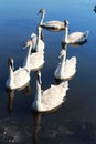 Birds. Swans on the lake. Young Swans.