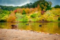 Birds swimming in autumn park pond