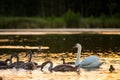 Birds swimming in lake