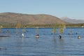 Birds swimming in lake