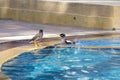 Birds swimming in the pool. Portrait of a hill mynah , Gracula religiosa bird, the most intelligent bird in the world. Thailand Royalty Free Stock Photo