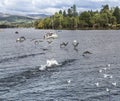 Birds taking flight on Lake Windermere in the Lake District