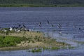 Birds Taking Flight