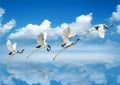 BIrds Taking Off to New Growth Royalty Free Stock Photo