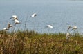 Birds taking off towards new destination