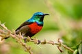 Birds of Tanzania Royalty Free Stock Photo