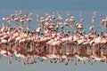 Birds of Tanzania Royalty Free Stock Photo