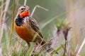 Birds of tanzania