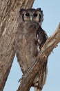 Birds of tanzania