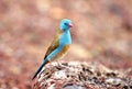 Birds of tanzania Royalty Free Stock Photo