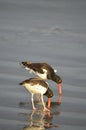 Birds on the Texas Shore