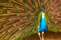 Birds Of Thailand. Peacock With Feathers Out. Animals. Travel, T Royalty Free Stock Photo