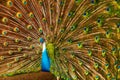 Birds Of Thailand. Peacock With Feathers Out. Animals. Travel, T Royalty Free Stock Photo
