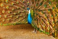 Birds Of Thailand. Peacock With Feathers Out. Animals. Travel, T Royalty Free Stock Photo