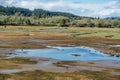 Birds At Theler Wetlands