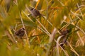 reed sparrows Royalty Free Stock Photo