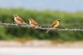 Birds three perched on the barb