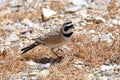 Birds of Tibet. The shore of the lake Manasarovar Royalty Free Stock Photo