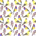 Birds in tints and shades of yellow seamless watercolor bird painting background Royalty Free Stock Photo