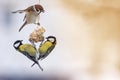 Birds tit and a Sparrow sitting on a bird feeder eating