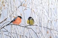 Two birds titmouse and bullfinch are sitting on a branch nearby in the winter holiday park Royalty Free Stock Photo