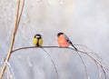 birds titmouse and bullfinch are sitting on a branch nearby in the winter holiday park Royalty Free Stock Photo