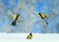 Birds little Tits fly and walk on white snow in winter new year Park