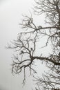 Birds at Top Of Tree at Foggy Sky