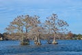 Birds on top of trees